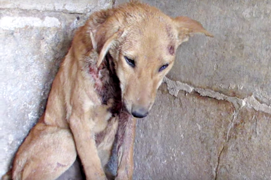 Son chiot s'interpose et la sauve d'un serpent à sonnette