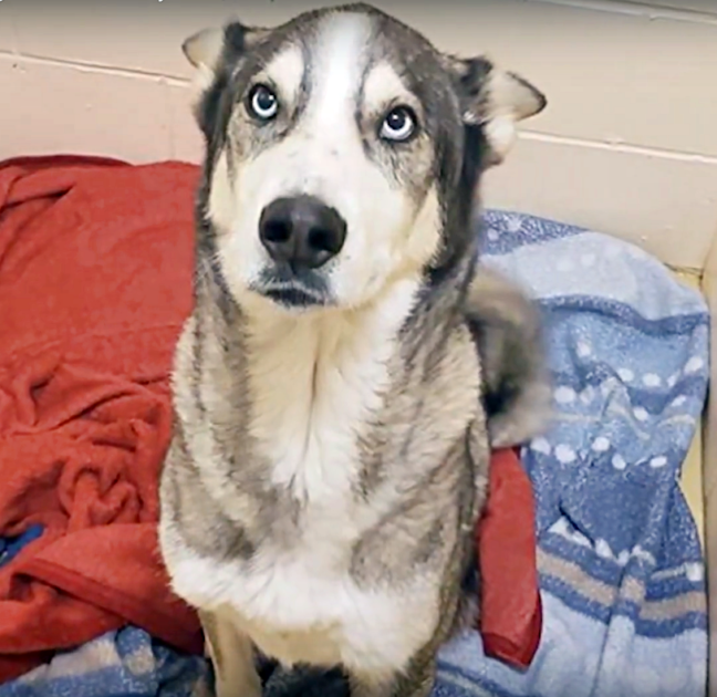 Illustration de l'article : Séparés depuis plus de trois ans, ce chien chante de joie lorsqu’il retrouve son propriétaire profondément touché depuis sa fuite (Vidéo)
