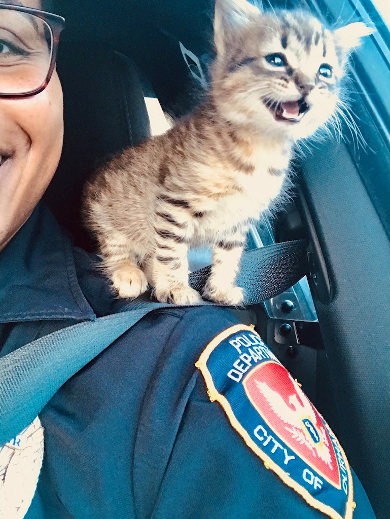 Deux Policiers En Patrouille Decouvrent Un Chaton Abandonne Qui Ne Veut Plus Les Quitter Deux Policiers En Patrouille Decouvrent Un Chaton Abandonne Qui Ne Veut Plus Les Quitter