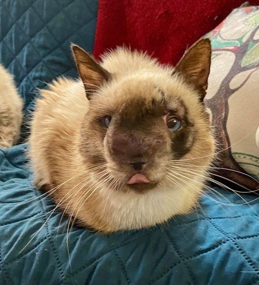 Atteint D Une Maladie Rare Lui Deformant Le Nez Ce Chat Errant Est Bien Determine A Vivre Video Atteint D Une Maladie Rare Lui Deformant Le Nez Ce Chat Errant Est Bien Determine A Vivre Video