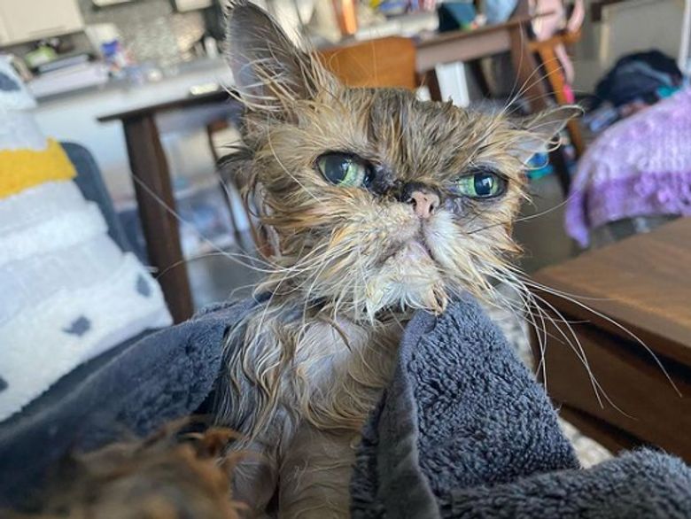 Les Emouvants Derniers Instants De Vie D Un Chat Atteint D Un Cancer Et Qui Avait Enfin Trouve Une Famille Les Emouvants Derniers Instants De Vie D Un Chat Atteint D Un Cancer Et Qui Avait Enfin Trouve Une Famille