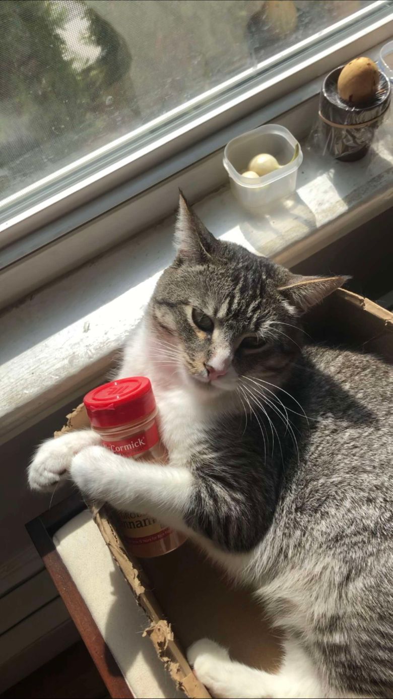 Un Chat Etonne Sa Famille Lorsqu Il S Attache A Une Bouteille De Cannelle Vide Devenue Son Jouet Prefere Video Un Chat Etonne Sa Famille Lorsqu Il S Attache A Une Bouteille De Cannelle Vide Devenue Son Jouet Prefere Video