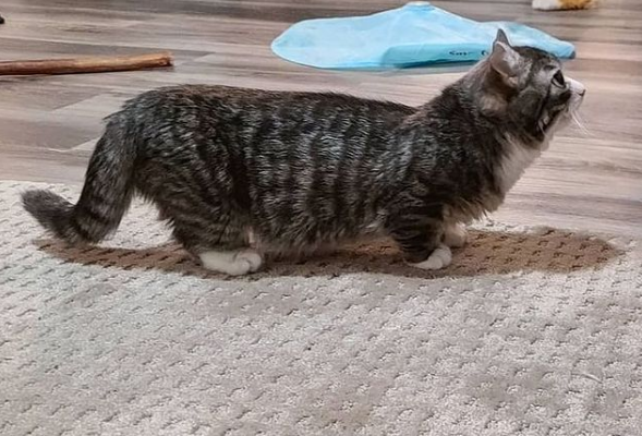 Un Chat Atteint De Nanisme Fait Tout Pour Surmonter Ses Nombreux Problemes De Sante Un Chat Atteint De Nanisme Fait Tout Pour Surmonter Ses Nombreux Problemes De Sante