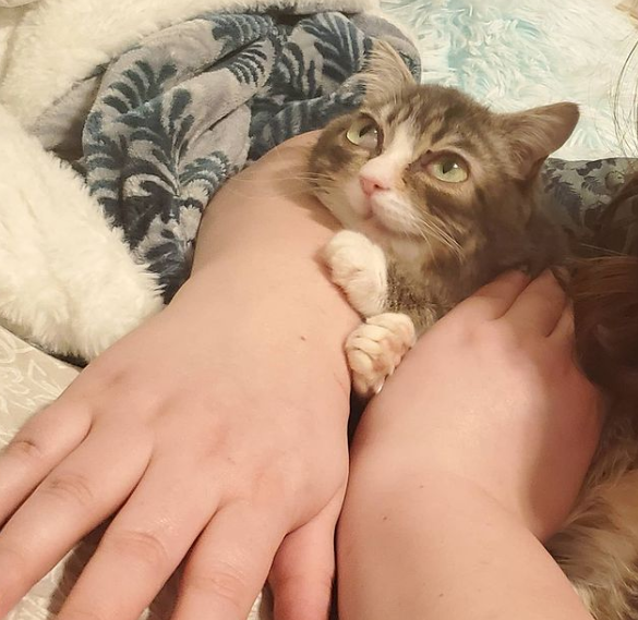 Un Chat Atteint De Nanisme Fait Tout Pour Surmonter Ses Nombreux Problemes De Sante Un Chat Atteint De Nanisme Fait Tout Pour Surmonter Ses Nombreux Problemes De Sante