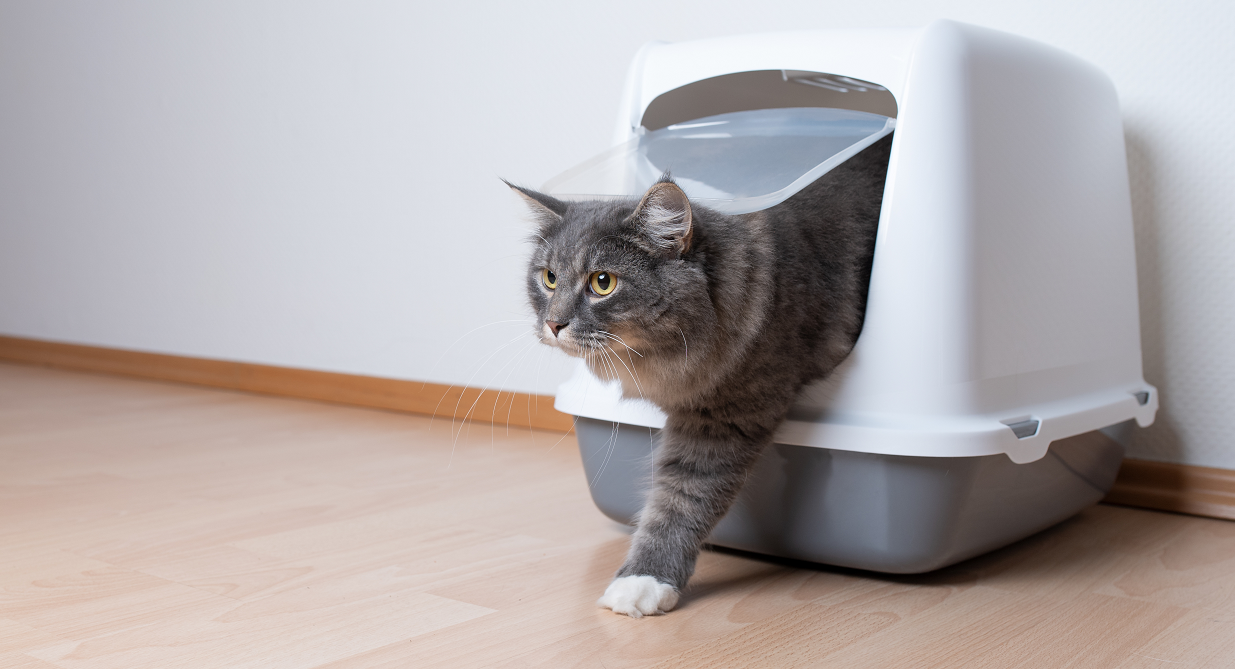 La Litiere Pour Chat Real Nature 100 Naturelle De Maxi Zoo A Ete Elue Produit De L Annee 21