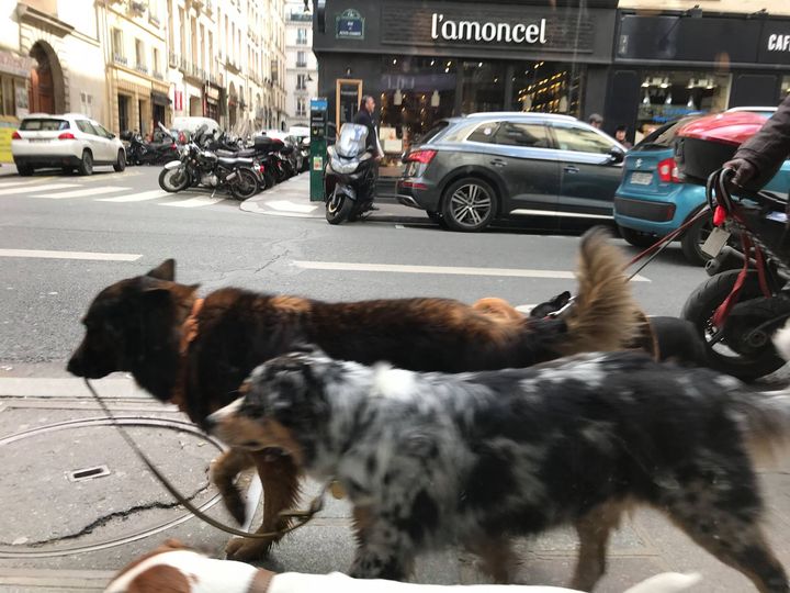 Illustration de l'article : 19 photos de chiens qui ont décidé d’en promener d’autres
