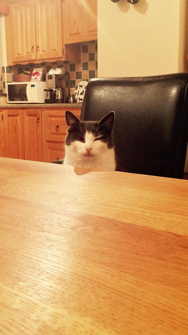 Illustration de l'article : 12 photos de chats faisant ressortir à la fois leur côté comique et leur beauté