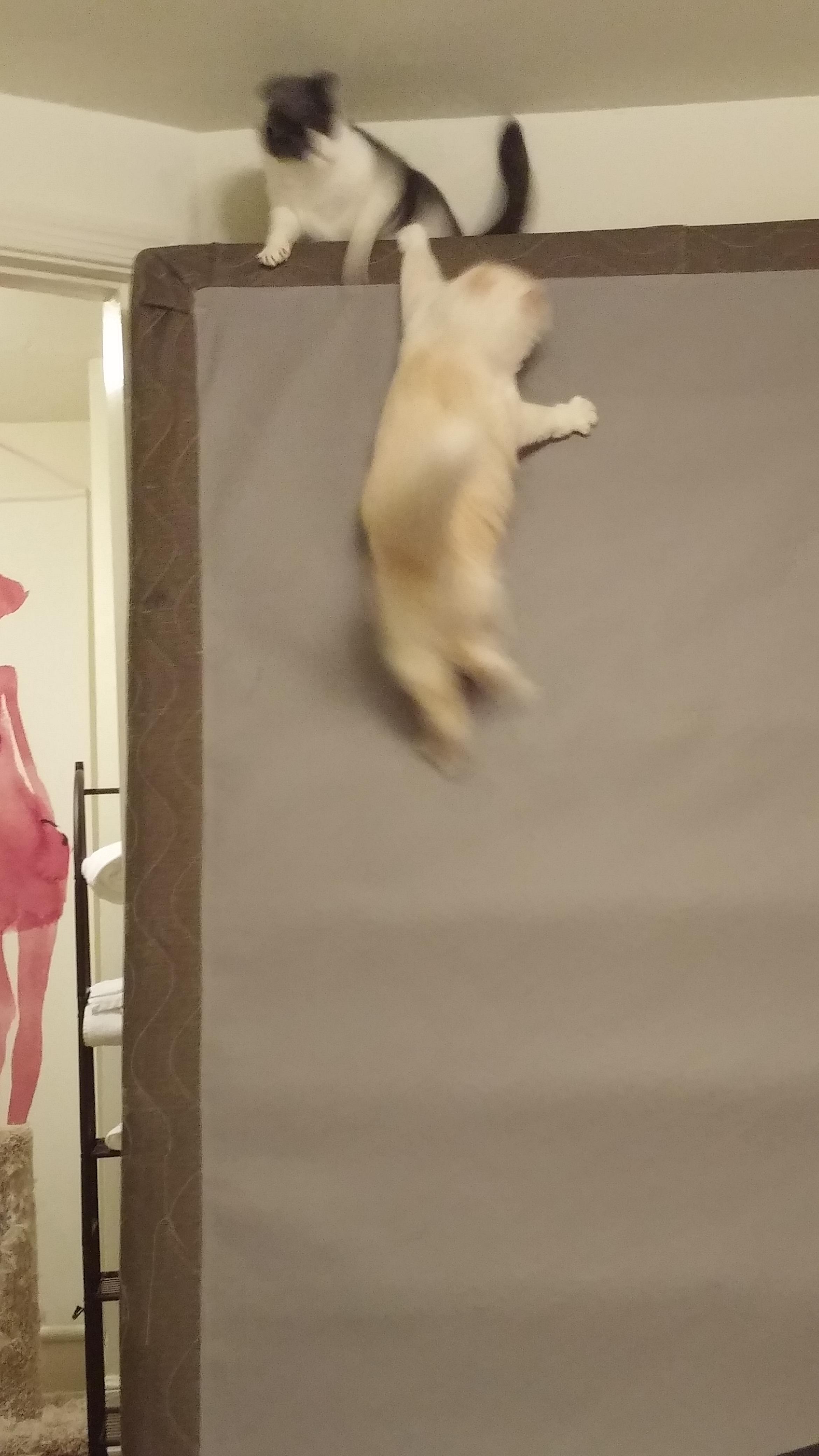 Illustration de l'article : 12 photos de chats faisant ressortir à la fois leur côté comique et leur beauté