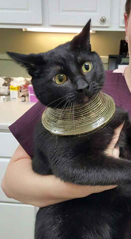 Illustration de l'article : 12 photos de chats faisant ressortir à la fois leur côté comique et leur beauté