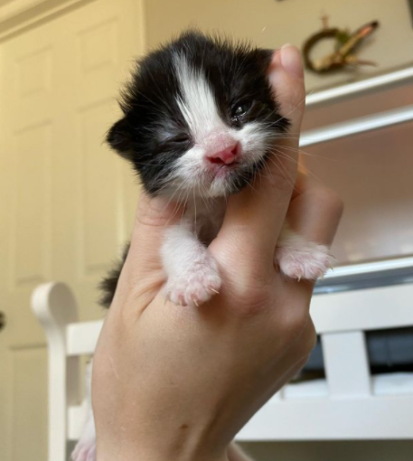 Une Association Fait Tout Pour Sauver La Vie D Un Chaton Retrouve Dans Le Moteur D Une Voiture Une Association Fait Tout Pour Sauver La Vie D Un Chaton Retrouve Dans Le Moteur D Une Voiture