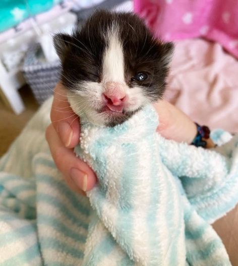 Une Association Fait Tout Pour Sauver La Vie D Un Chaton Retrouve Dans Le Moteur D Une Voiture Une Association Fait Tout Pour Sauver La Vie D Un Chaton Retrouve Dans Le Moteur D Une Voiture