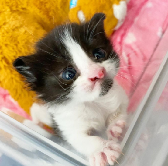 Ils retrouvent leur chaton disparu sous le capot de la voiture pendant  le contrôle technique 