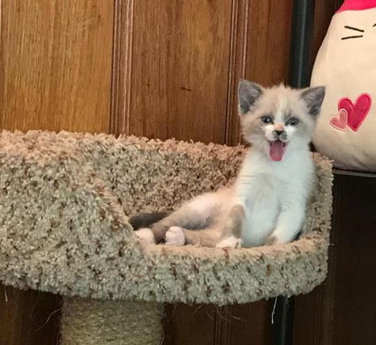 La Photo Immortalisant La Bonne Humeur De Ce Chaton Devient Virale Et Redonne Le Sourire Aux Internautes La Photo Immortalisant La Bonne Humeur De Ce Chaton Devient Virale Et Redonne Le Sourire Aux Internautes