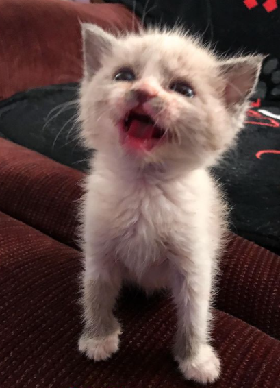 La Photo Immortalisant La Bonne Humeur De Ce Chaton Devient Virale Et Redonne Le Sourire Aux Internautes La Photo Immortalisant La Bonne Humeur De Ce Chaton Devient Virale Et Redonne Le Sourire Aux Internautes