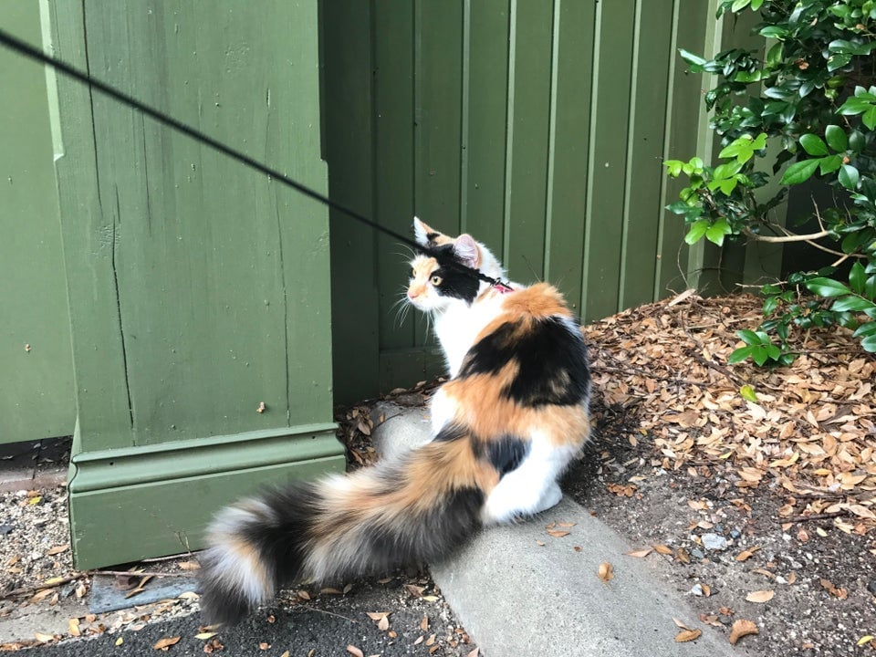 Illustration de l'article : 15 photos de chats à la queue touffue et moelleuse
