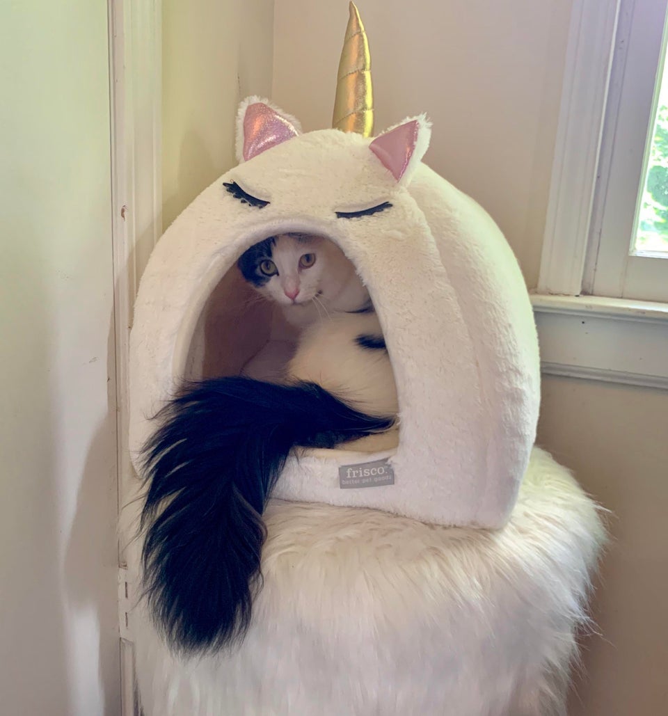 Illustration de l'article : 15 photos de chats à la queue touffue et moelleuse