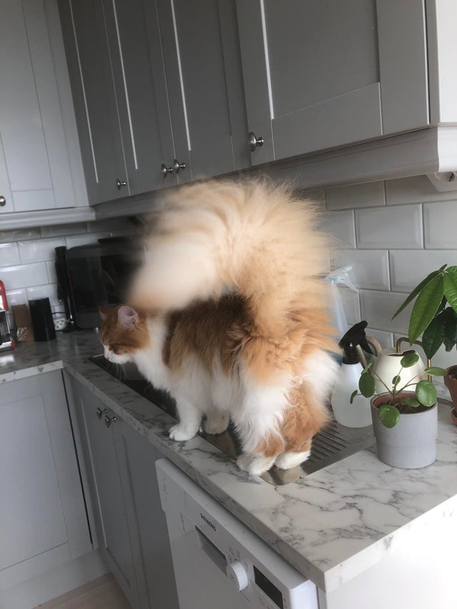Illustration de l'article : 15 photos de chats à la queue touffue et moelleuse