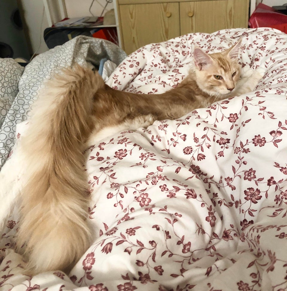 Illustration de l'article : 15 photos de chats à la queue touffue et moelleuse