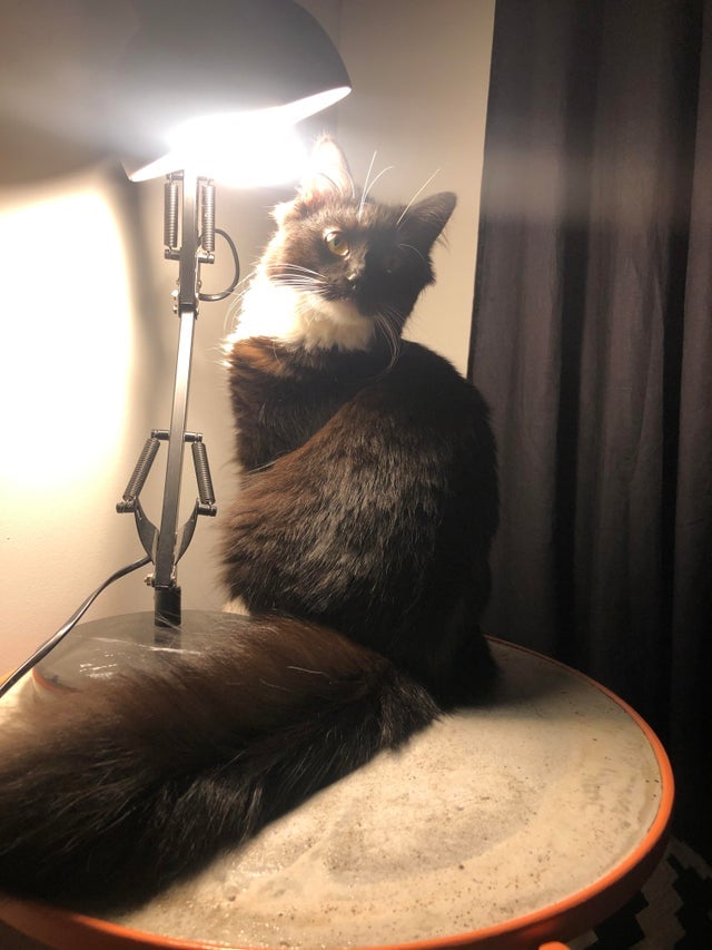 Illustration de l'article : 15 photos de chats à la queue touffue et moelleuse