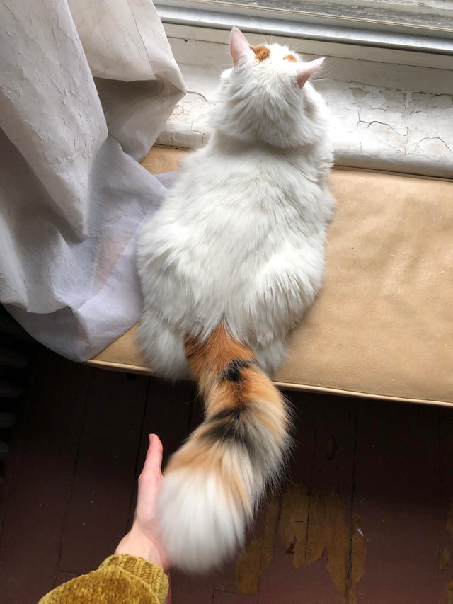 Illustration de l'article : 15 photos de chats à la queue touffue et moelleuse