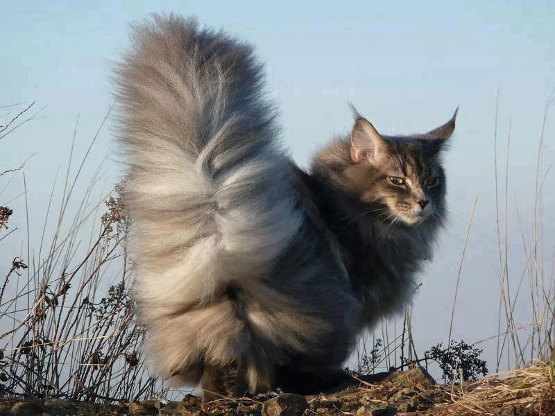 Illustration de l'article : 15 photos de chats à la queue touffue et moelleuse