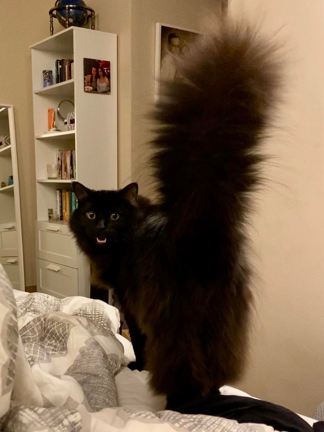 Illustration de l'article : 15 photos de chats à la queue touffue et moelleuse