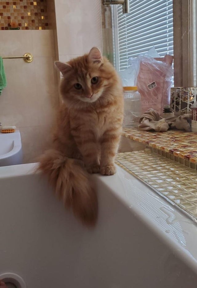 Illustration de l'article : 15 photos de chats à la queue touffue et moelleuse