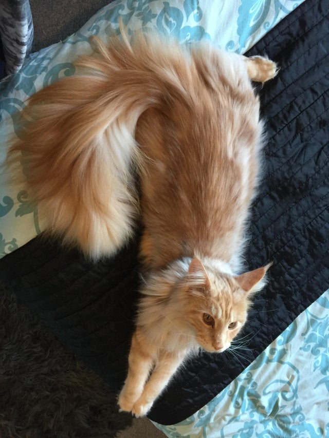 Illustration de l'article : 15 photos de chats à la queue touffue et moelleuse