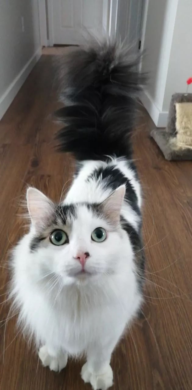 Illustration de l'article : 15 photos de chats à la queue touffue et moelleuse