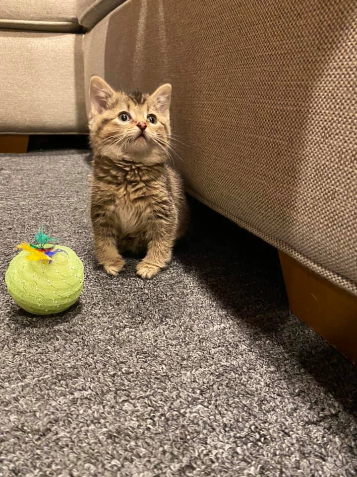 Couvert De Puces Et De Saletes Ce Chaton Aux Pattes Tordues Avait Desesperement Besoin D Aide Video