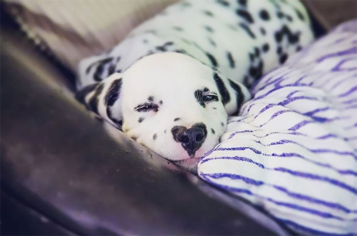 Illustration de l'article : 20 photos adorables d’un Dalmatien qui a le cœur sur le nez !