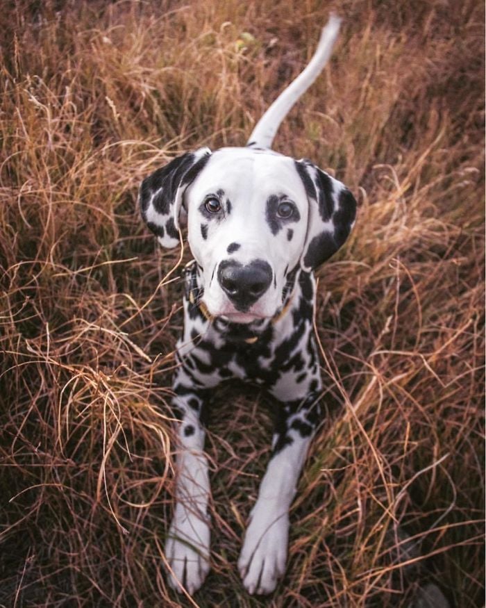 Illustration de l'article : 20 photos adorables d’un Dalmatien qui a le cœur sur le nez !