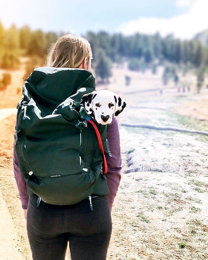 Illustration de l'article : 20 photos adorables d’un Dalmatien qui a le cœur sur le nez !