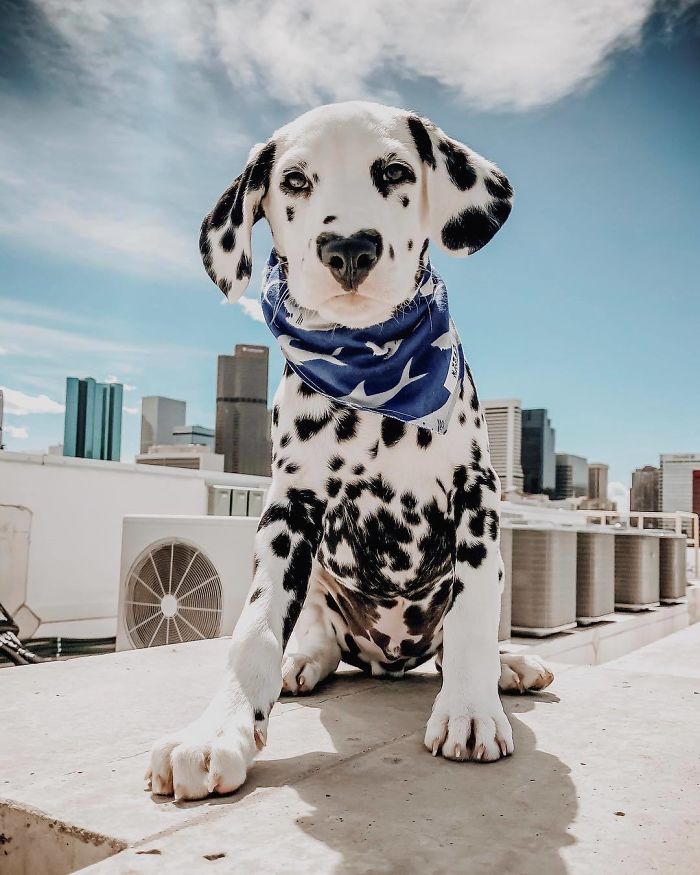 Illustration de l'article : 20 photos adorables d’un Dalmatien qui a le cœur sur le nez !