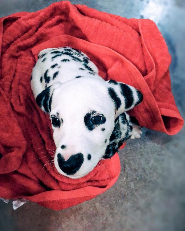 Illustration de l'article : 20 photos adorables d’un Dalmatien qui a le cœur sur le nez !
