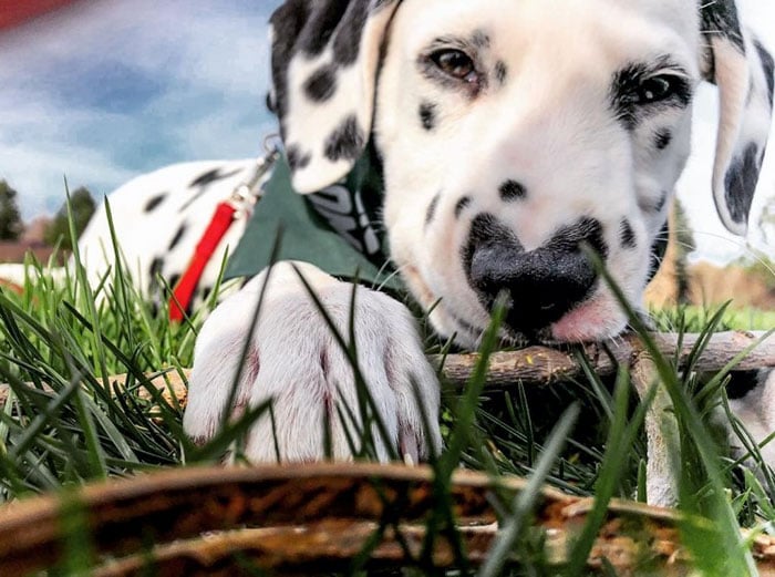 Illustration de l'article : 20 photos adorables d’un Dalmatien qui a le cœur sur le nez !