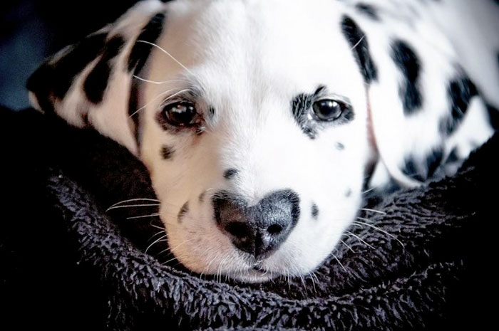 Illustration de l'article : 20 photos adorables d’un Dalmatien qui a le cœur sur le nez !