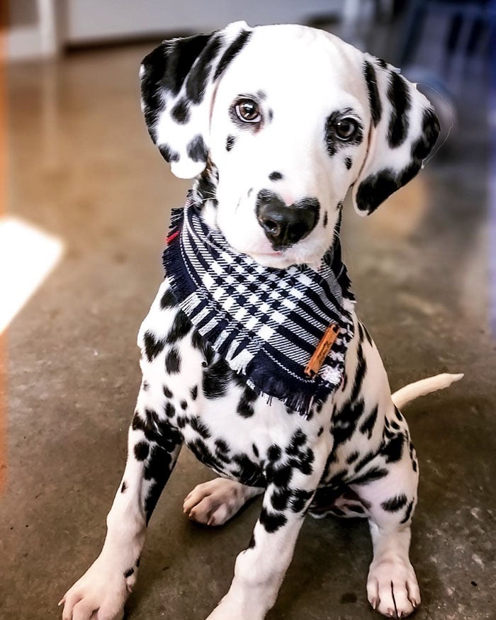 Illustration de l'article : 20 photos adorables d’un Dalmatien qui a le cœur sur le nez !