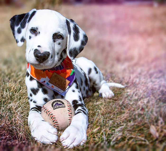 Illustration de l'article : 20 photos adorables d’un Dalmatien qui a le cœur sur le nez !