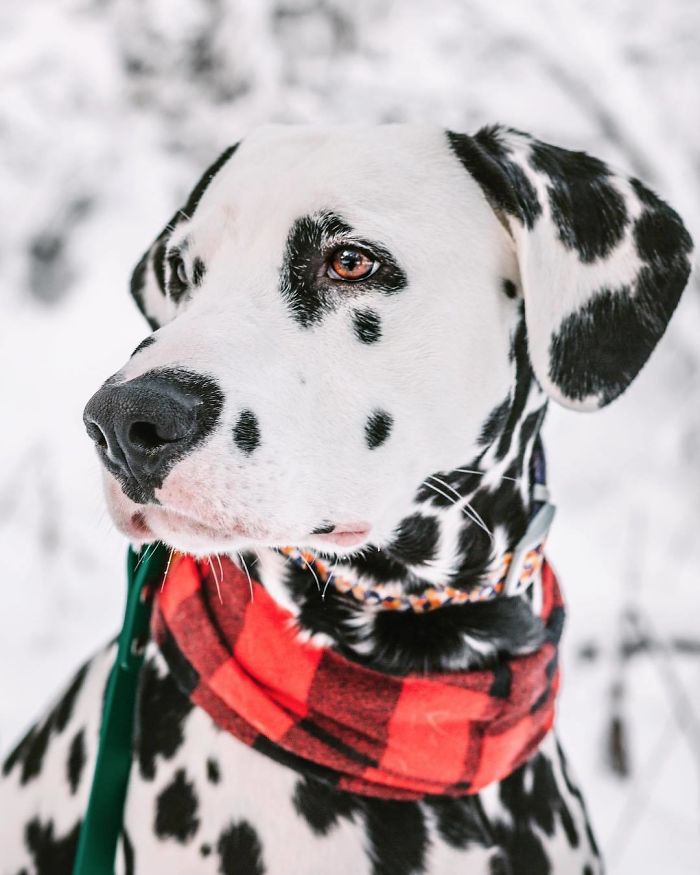 Illustration de l'article : 20 photos adorables d’un Dalmatien qui a le cœur sur le nez !