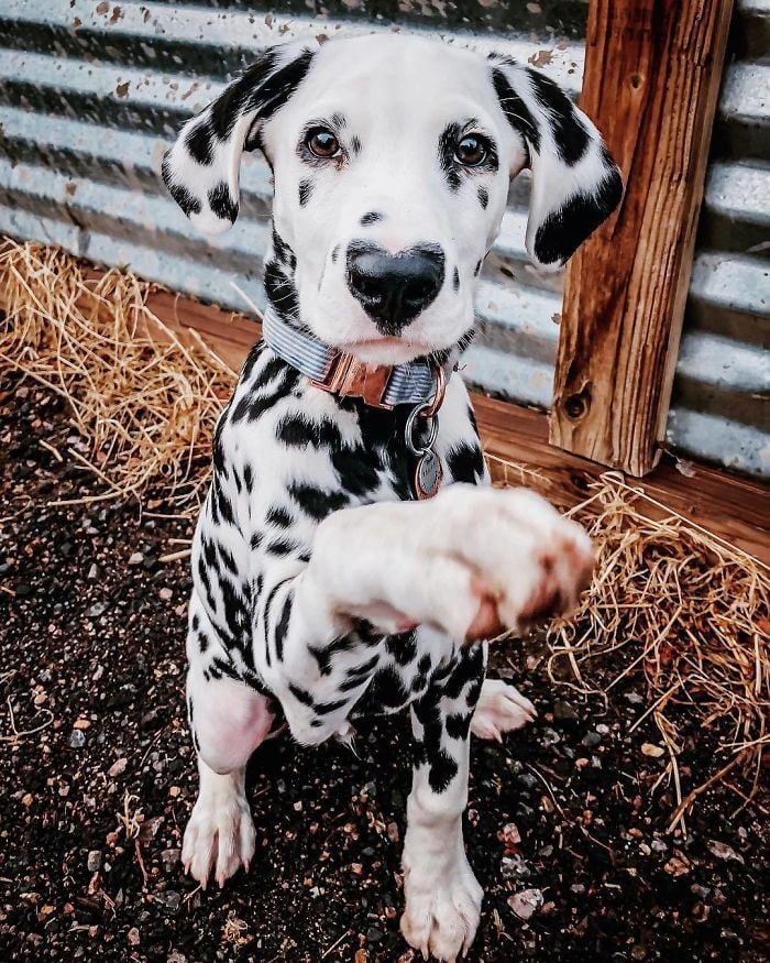 Illustration de l'article : 20 photos adorables d’un Dalmatien qui a le cœur sur le nez !