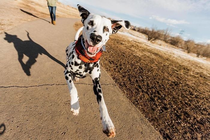 Illustration de l'article : 20 photos adorables d’un Dalmatien qui a le cœur sur le nez !