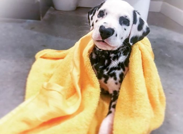 Illustration de l'article : 20 photos adorables d’un Dalmatien qui a le cœur sur le nez !