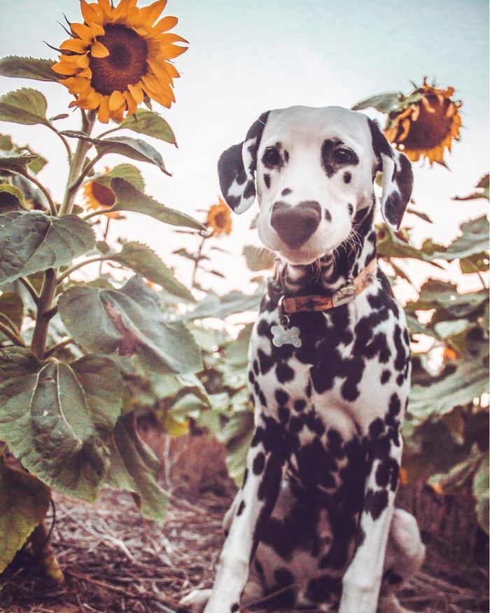 Illustration de l'article : 20 photos adorables d’un Dalmatien qui a le cœur sur le nez !
