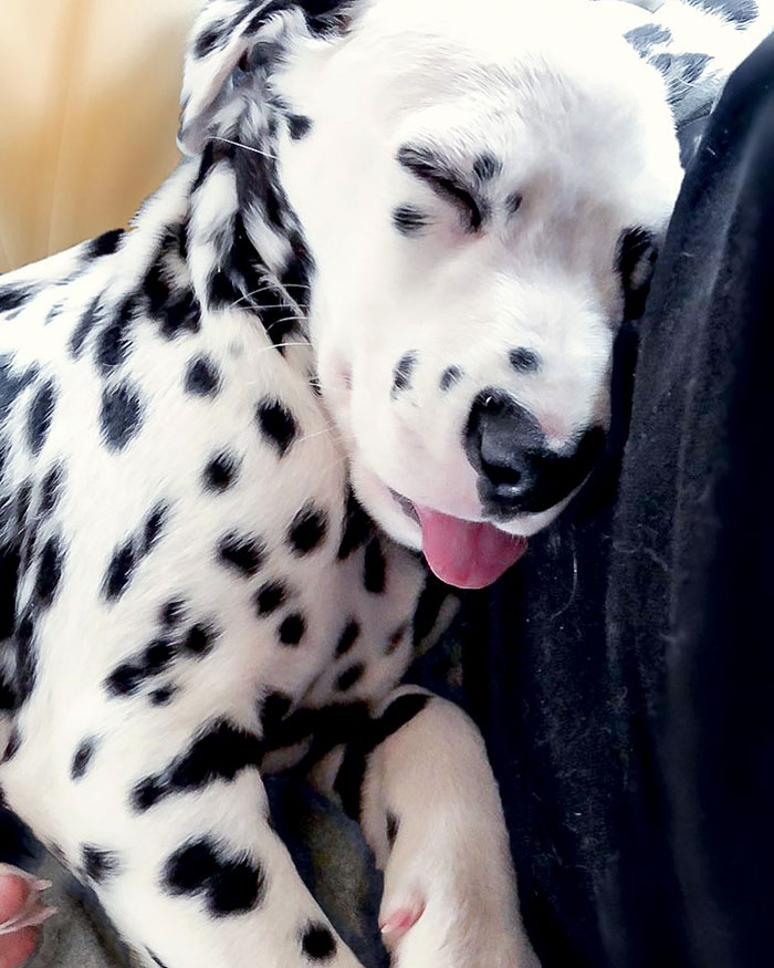 Illustration de l'article : 20 photos adorables d’un Dalmatien qui a le cœur sur le nez !