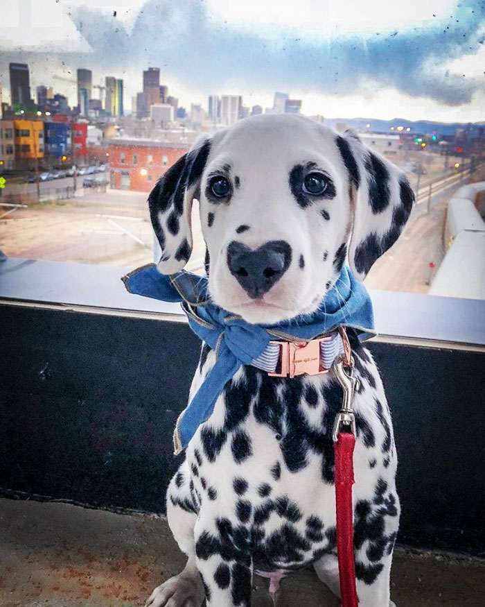 Illustration de l'article : 20 photos adorables d’un Dalmatien qui a le cœur sur le nez !