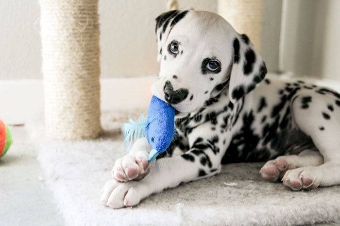 Illustration de l'article : 20 photos adorables d’un Dalmatien qui a le cœur sur le nez !