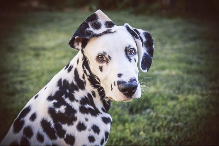 Illustration de l'article : 20 photos adorables d’un Dalmatien qui a le cœur sur le nez !