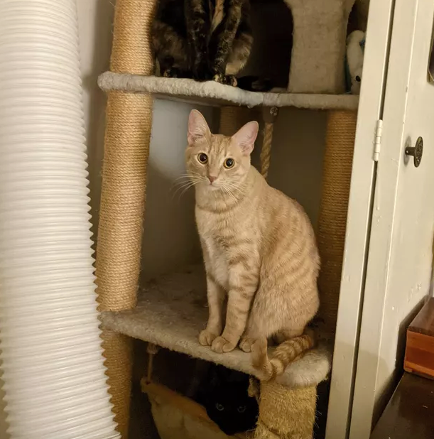 Illustration de l'article : 18 photos démontrant que les chats sont les meilleurs joueurs de cache-cache