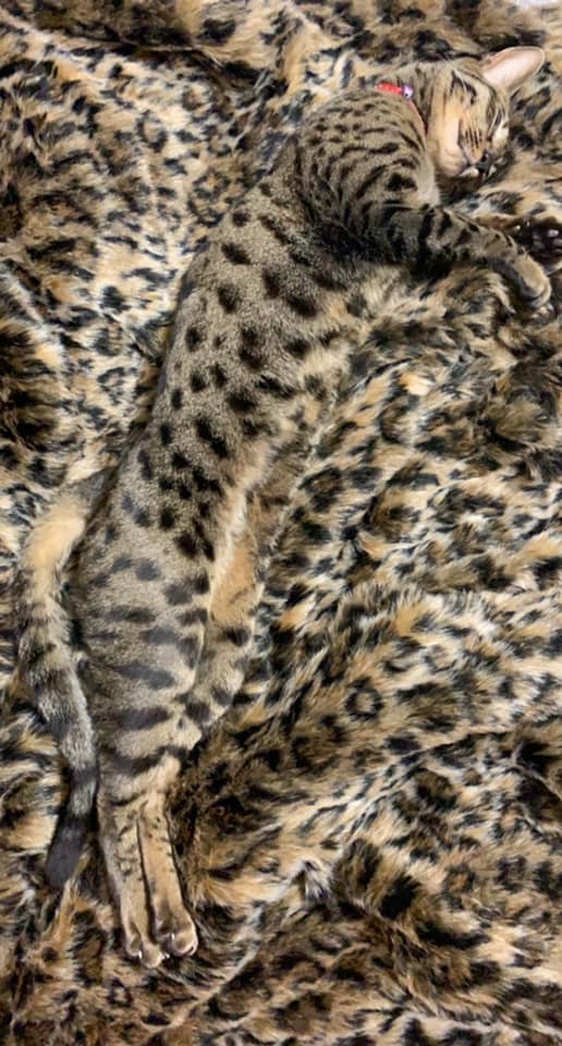 Illustration de l'article : 18 photos démontrant que les chats sont les meilleurs joueurs de cache-cache